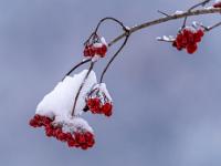 Rote Beerenrispen an Astende von Schnee bedeckt